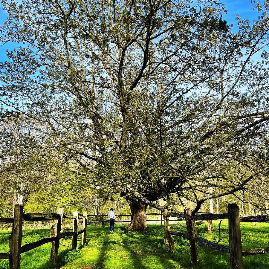 Loison-sur-Créquoise Domaine De Fresnoy Bed & Breakfast エクステリア 写真