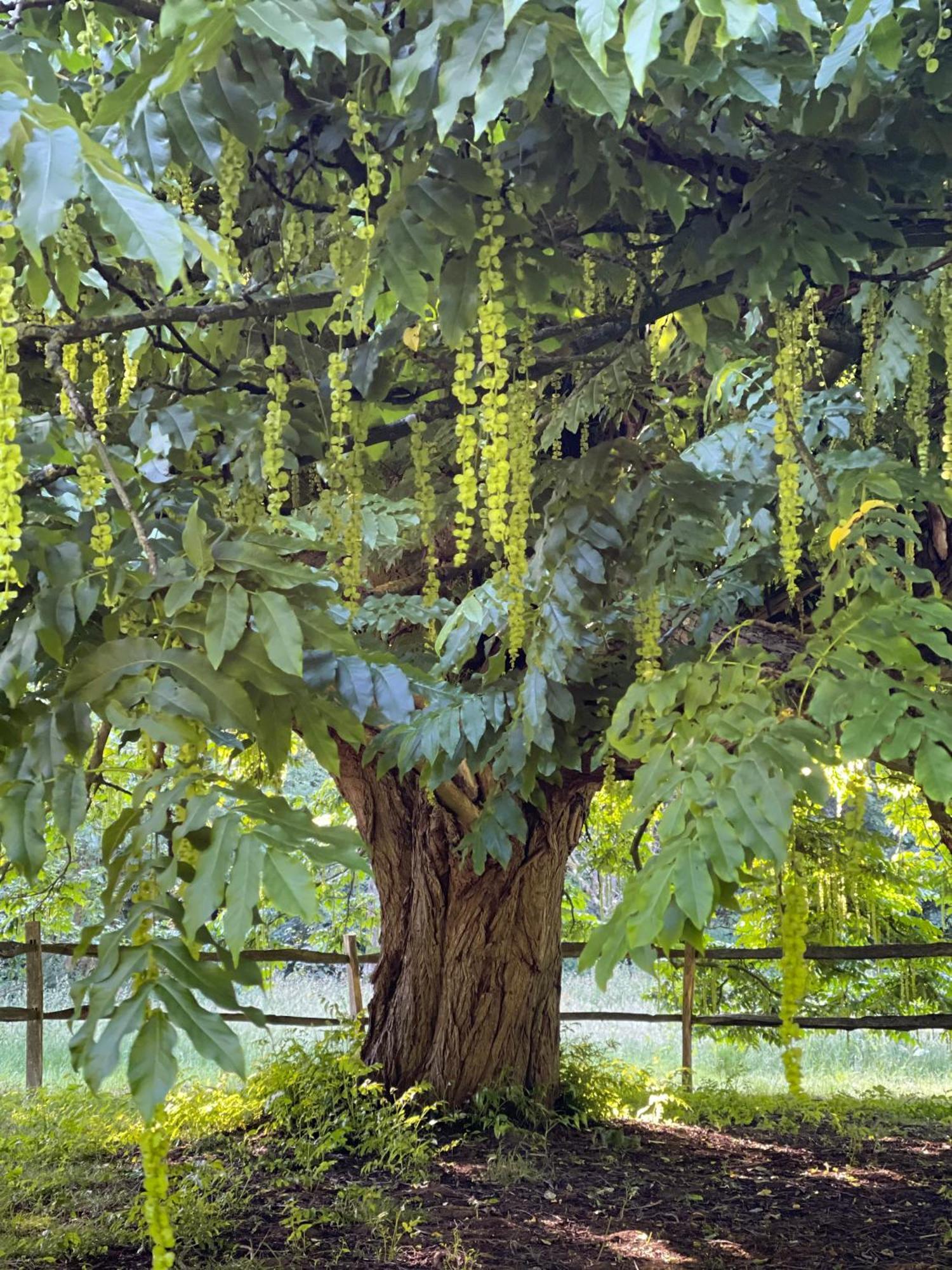 Loison-sur-Créquoise Domaine De Fresnoy Bed & Breakfast エクステリア 写真