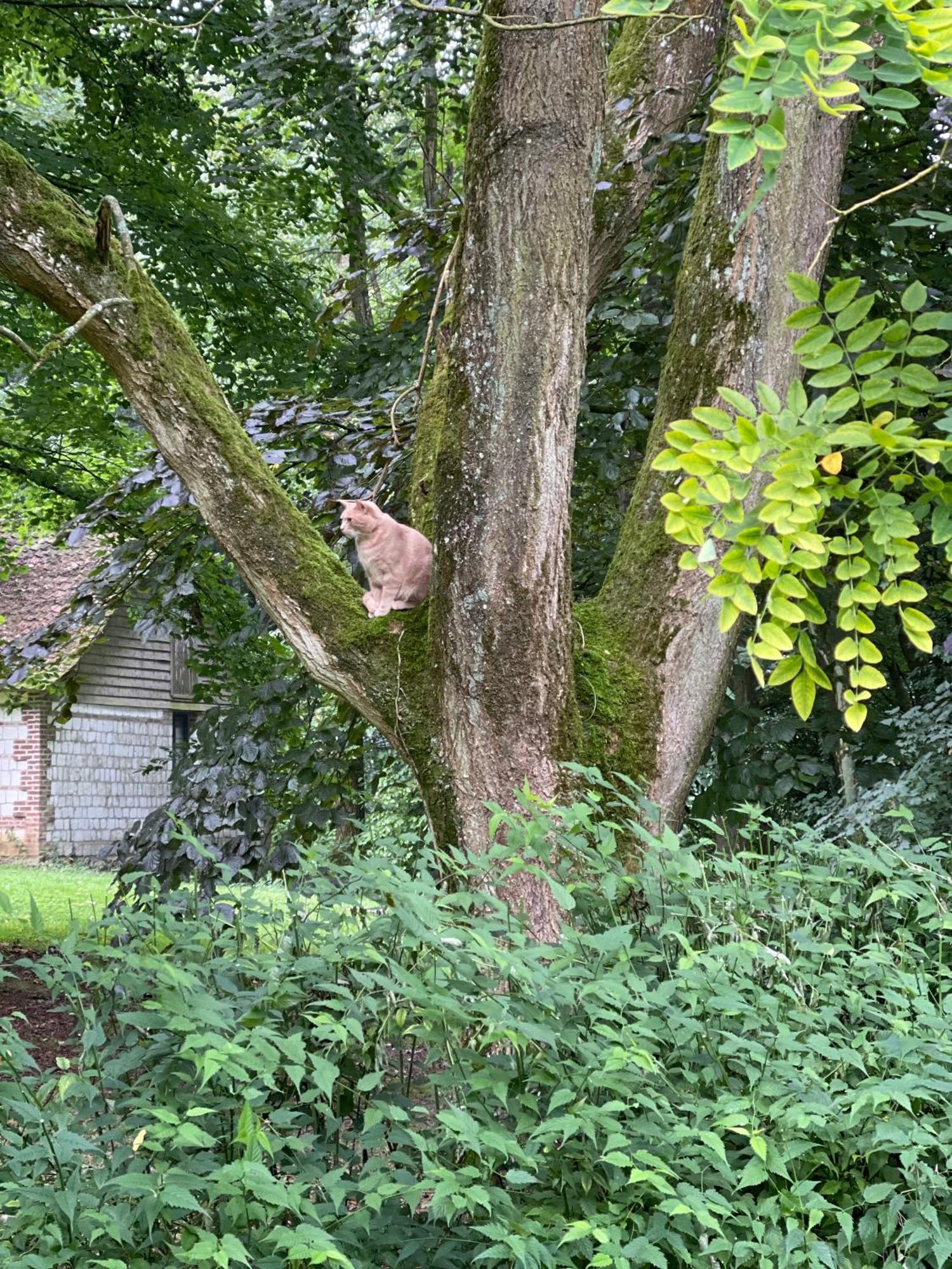Loison-sur-Créquoise Domaine De Fresnoy Bed & Breakfast エクステリア 写真